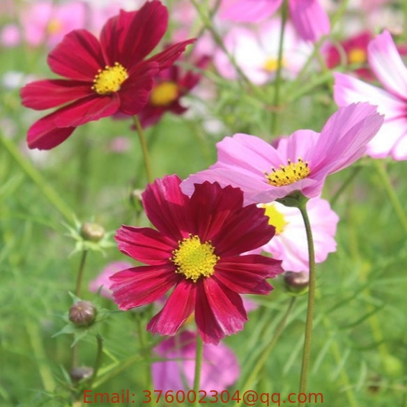 Most popular cosmos bipinnatus Mexican aster seeds for garden flower planting