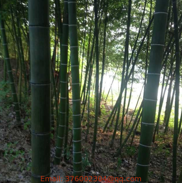 Mao zhu China bamboo hardy giant phyllostachys pubescens seeds