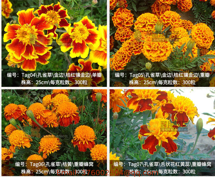 Mixed colors new Orange yellow Annual flower Dwarf Marigold seeds for sale