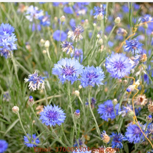 Blue Flower New Centaurea Cyanus Seeds Cornflower Bachelor'S Button Seeds