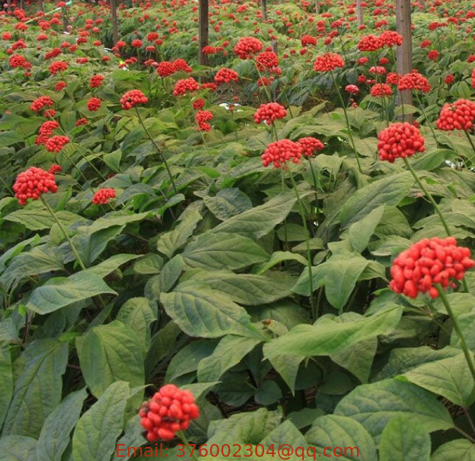 100pcs New Ren shen High quality pure korean ginseng seeds for planting