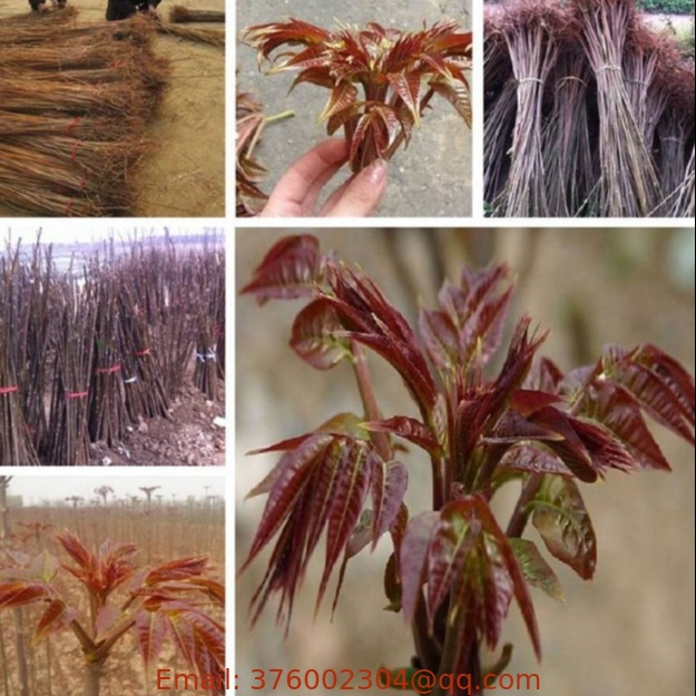 Xiangchun red Chinese Toon Shoots tree seeds Novel Plant of Chinese Mahogany Cedar seed