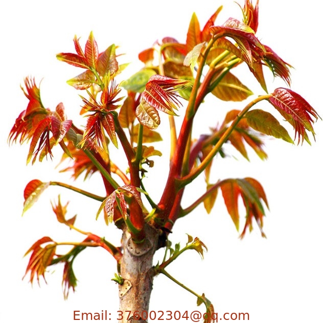 New collected high germination Red toon tree Toona sinensis seeds for planting