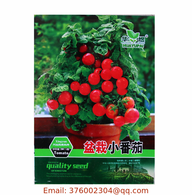 Dwarf red color fruits New bonsai tomato seeds for pot planting