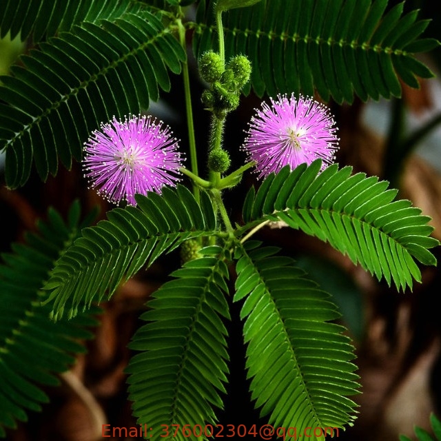 1KG Pure high quality Pink flower Mimosa pudica Linn seeds for garden planting