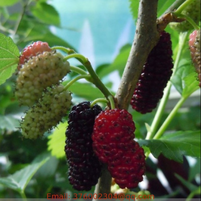 1KG Sweet fruits Fast-growing chinese mulberry tree seeds for sale