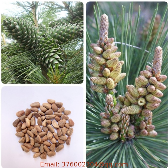 Evergreen Chinese red pine seeds Pinus resinosa seed for selling