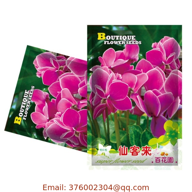 Fragrant flowers Cyclamen persicum seed planting Persian Cyclamen seeds