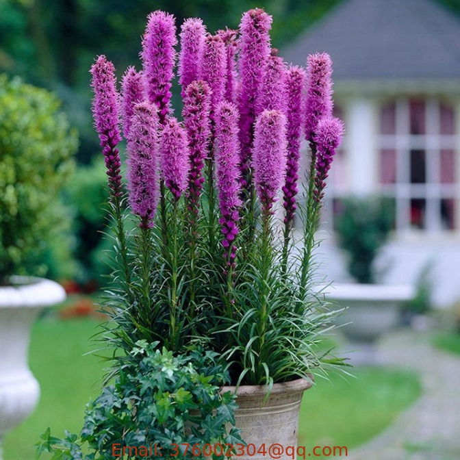 Wholesale lovely flower Liatris spicata seeds for sowing with high germination