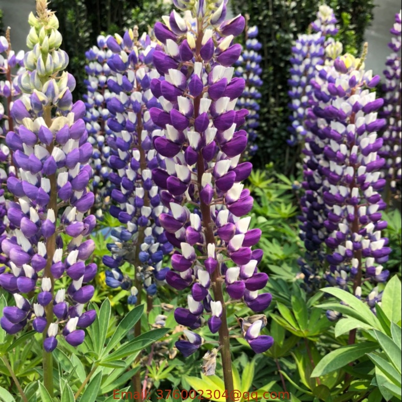 Beautiful flowers new flower Natural ripe lupin seeds for sale