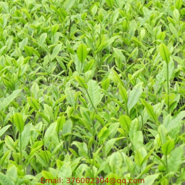 Bulk Sale New Collected China Dried Black Tea Seeds For Planting