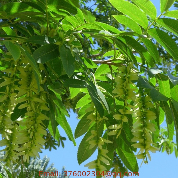 Tall tree wholesale Chinese wingnut seeds fresh dried for sowing