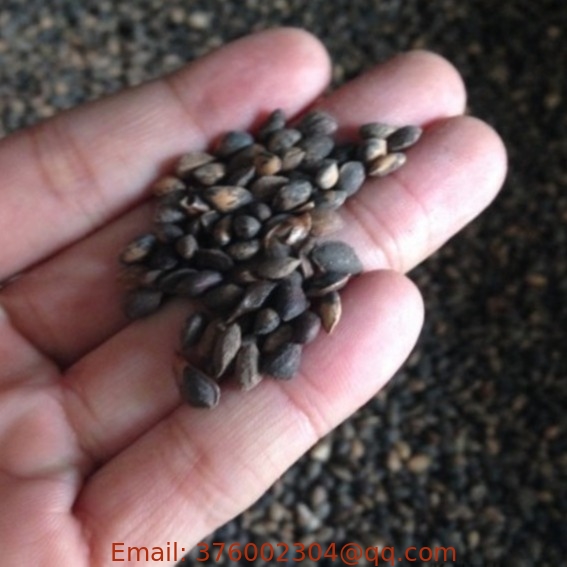 Wu zhen song natural high quality Pinus parvifolia seeds for planting