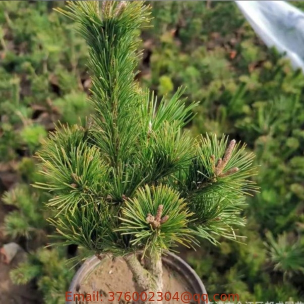 Hot selling bulk Japanese White Pine seeds for decoration tree planting