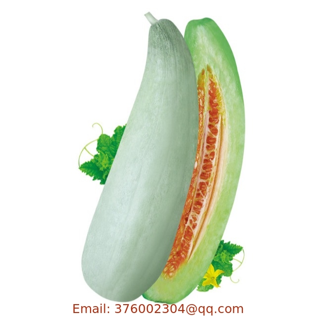 New variety fragile high sweet muskmelon seeds f1 hybrid for sowing