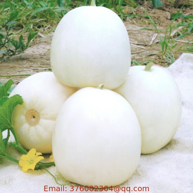 Round Biji Bibit Melon Honeydew Globe White Melon Madu seeds for sowing
