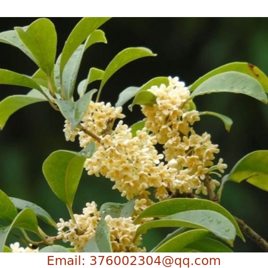 Wholesale Osmanthus fragrans tree seeds sweet osmanthus seed for sale