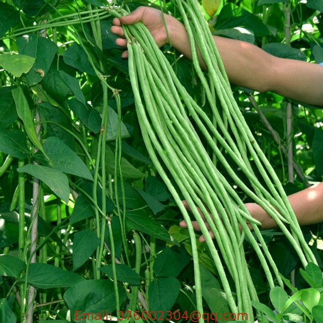 Normal vegetable high yeild f1 climbing Cowpea seeds for sowing