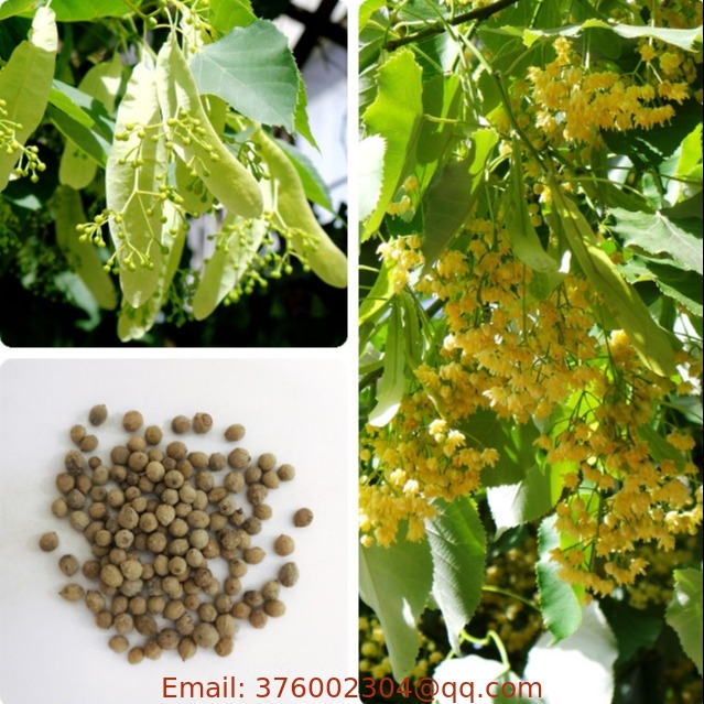 Bulk High quality Tilia tuan tree seed linden seeds for planting