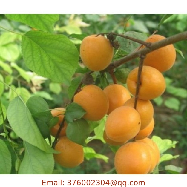Delicious fruit tree planting Armeniaca vulgaris seed Apricot seeds for sale
