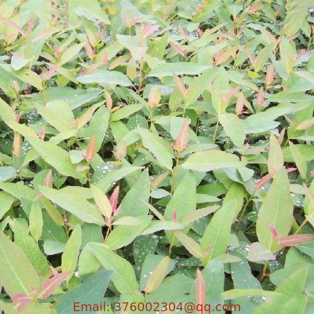 Loose packing natural raw Eucalyptus seeds fast growing for planting