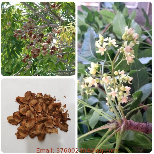 New crop Khaya Ivorensis seeds African mahogany seed Lagos mahogany