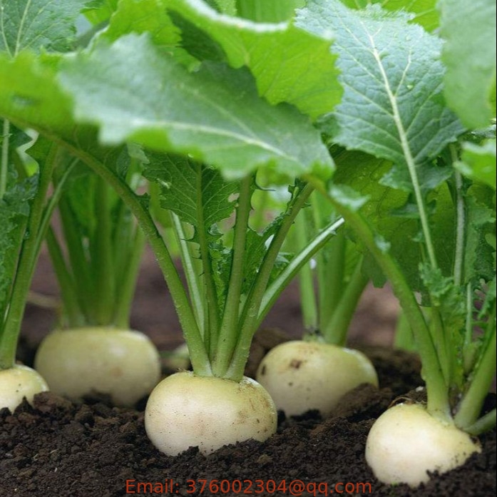 10g Japanese hybrid small round white turnip seeds for planting