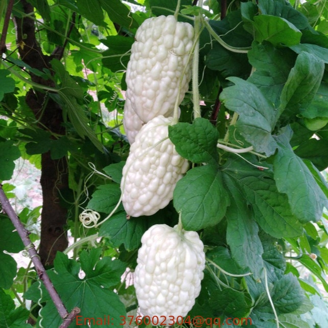 Sweet Taiwan crytal apple bitter melon white jade bitter gourd seeds for planting