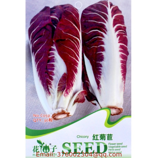 500pcs NON-GMO f1 purple red Radicchio seeds for vegetables planting
