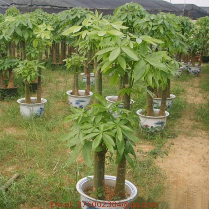 Buy China indoors decoction plant money tree seeds for sale 100pcs