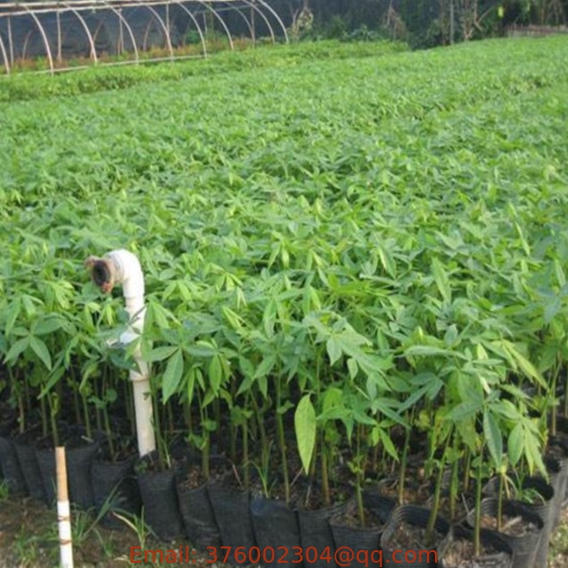 Manufacturers Chinese good Fortune tree seeds drought tolerant plant