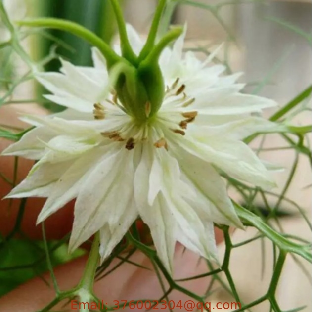 Flowering plant raw mix color habbatus sauda seeds for planting