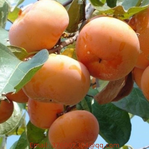 Sweet big fruit Oriental persimmon seedlings Diospyros kaki young plants for sale
