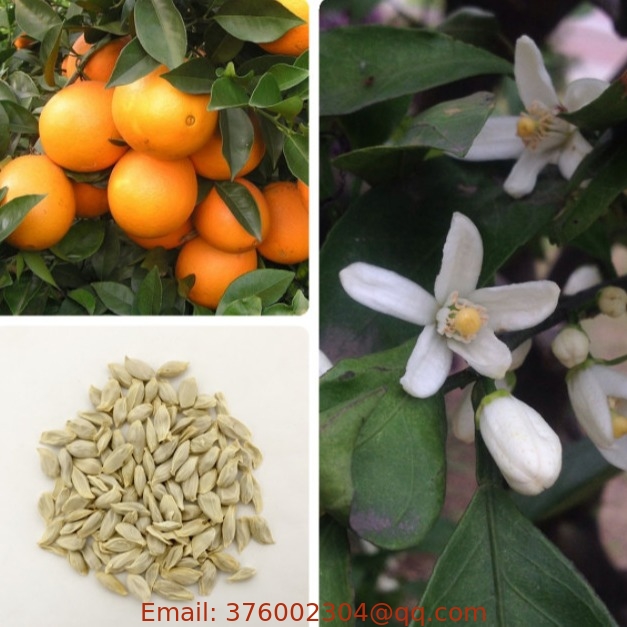 New crop bulk Citrus aurantium seeds bitter orange seed for planting