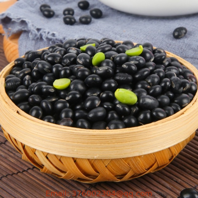 500 grams High yeild china hybrid black soya bean seeds for sale