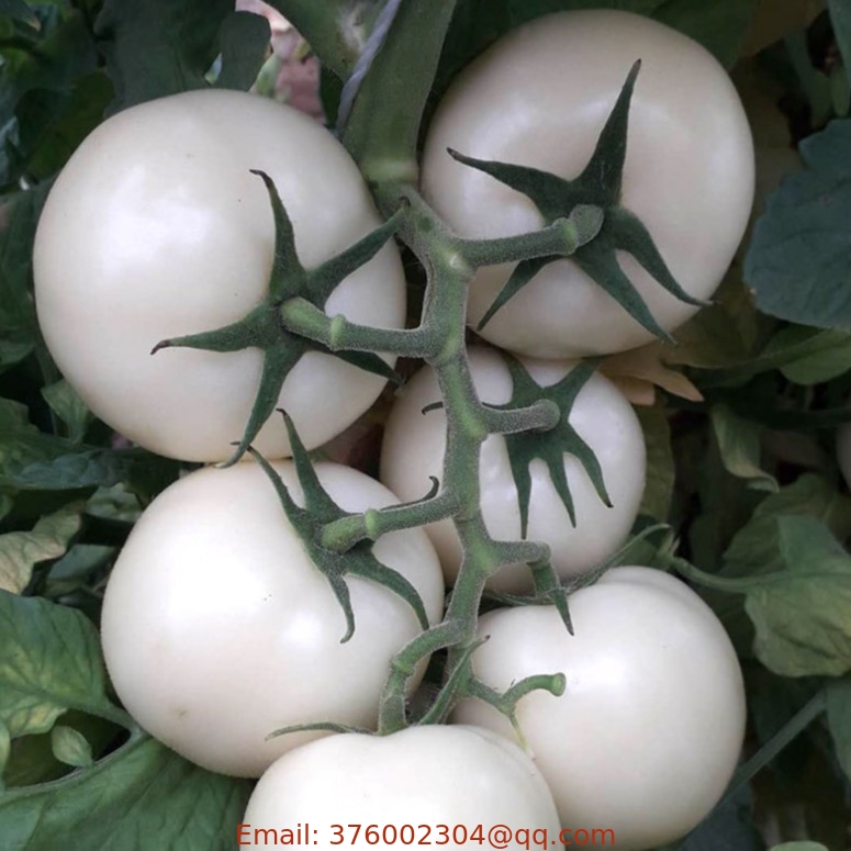 200 pcs hard fruit feature vegetale hybrid big white tomato seeds for sale