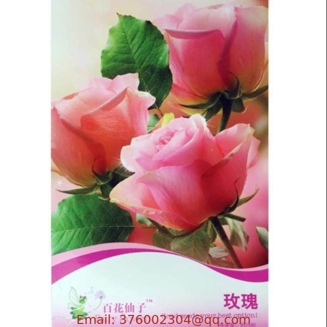 Buy pink Rose bush seed red Roses seeds 10pcs online sale for garden sowing