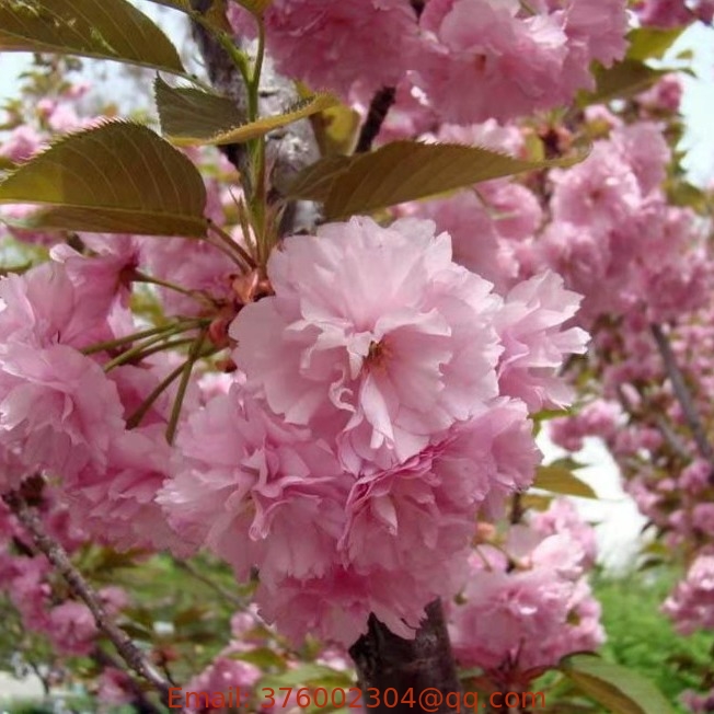 Premium flowering tree species spring Prunus serrulata seeds for online sale