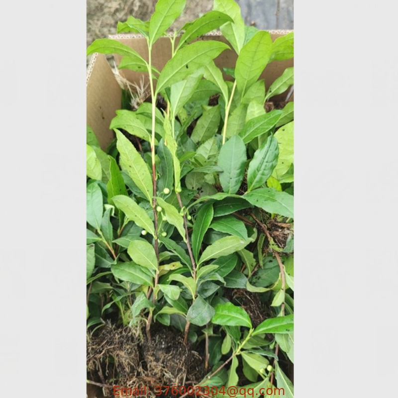 Cultivated green tea young plants Camelia sinensis seedlings for planting