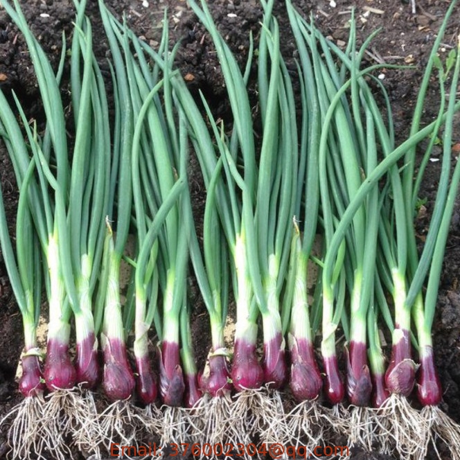 50g/tin China vegetables seed spring onion seeds red roots for planting