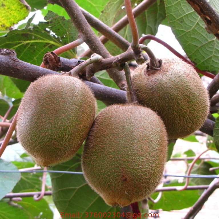 New crop kiwifruit seed premium Actinidia deliciosa kiwi seeds for planting
