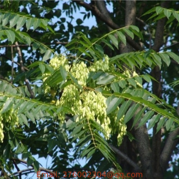 Chouchu Ailanthus Altissima Seeds Tree Of Heaven Ailanthus Varnish Tree Seeds