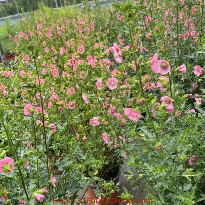 Sell Anisodontea capensis seeds African Mallow Cape Mallow Dwarf Pink Hibiscus seed for sale