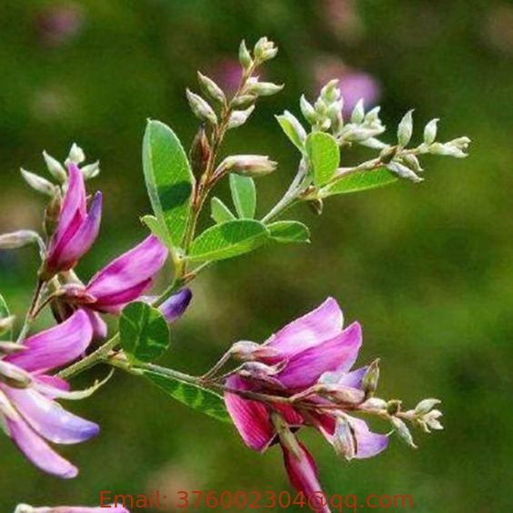 Bulk shrubby bushclover shrub Lespedeza bicolor seeds for ornamental planting