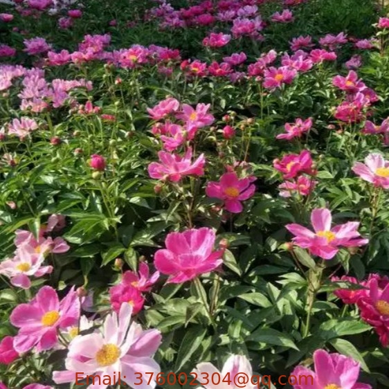 Chi shao Paeonia veitchii seeds for planting 500g