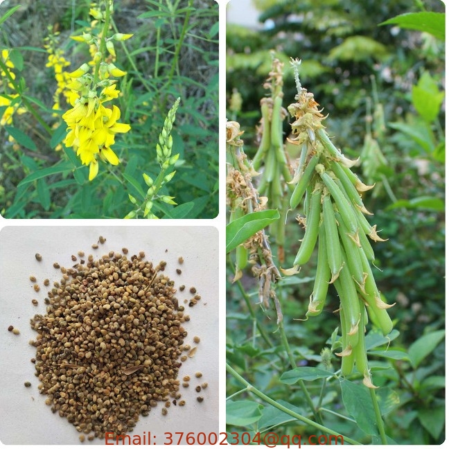 Crotalaria pallida seeds Smooth rattlebox seeds for side-slope protection plants