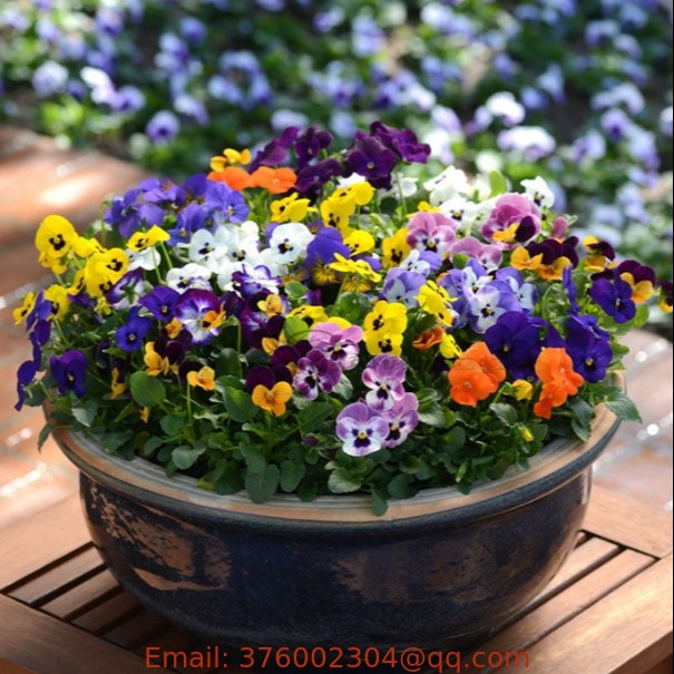 Hotsale Viola Tricolor seeds Johnny Jump up wild pansy heartsease seed