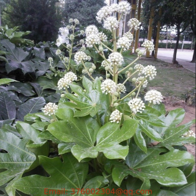 Landscape plant flower Fatsia japonica seeds Japanese aralia seed for sale