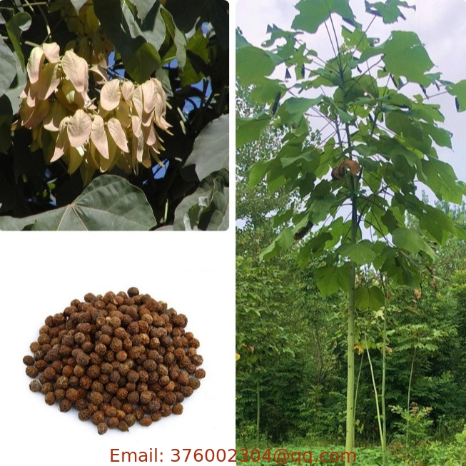 Road decoration Chinese Parasol tree seed plants Firmiana Platanifolia seeds for planting