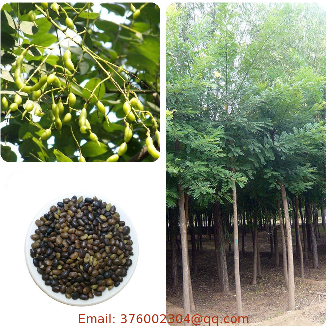 Bulk Flowering shade tree Styphnolobium japonicum Chinese scholar tree seeds for sale